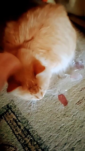 Можно ли стричь кошку? смотреть онлайн