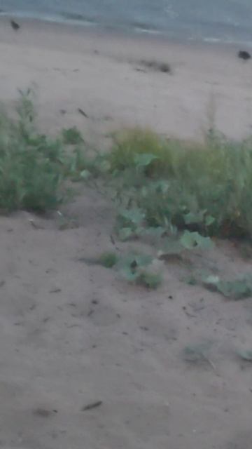 КРЯКВА выводок . смотреть онлайн