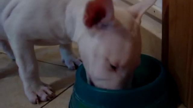 Dorottya és a Belcando смотреть онлайн