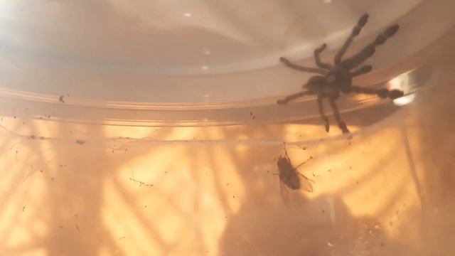 Poecilotheria metallica - Gooty - 1 day after shed spider scared of fly | Insect Kingdom смотреть онлайн