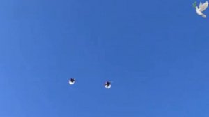 Николаевские голуби Виктора Лысенко