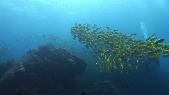 Similans Richelieu Rock Dive 1 Diving Thailand Underwater video смотреть онлайн