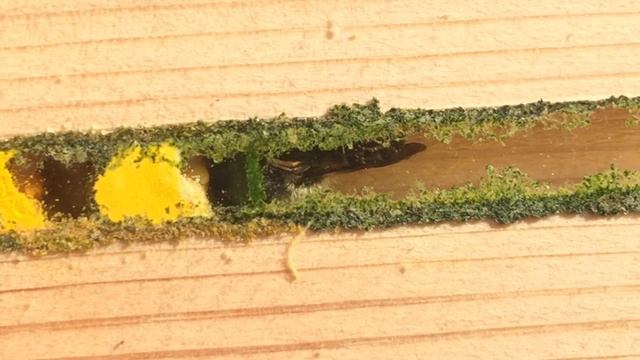 Osmia leaiana using Nurturing Nature observation nest box 2016 смотреть онлайн