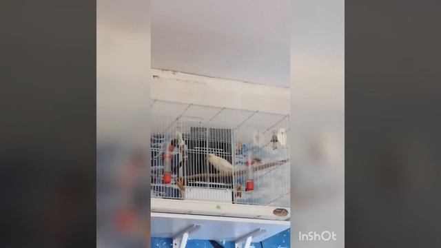 Вечернее пение самца кореллы Ромки,часть вторая смотреть онлайн