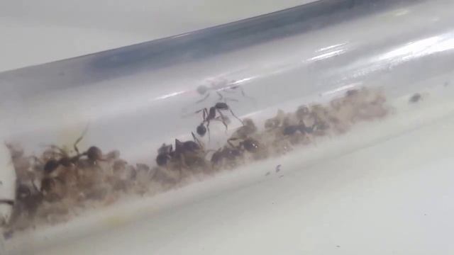 Aphaenogaster Sp. E. смотреть онлайн