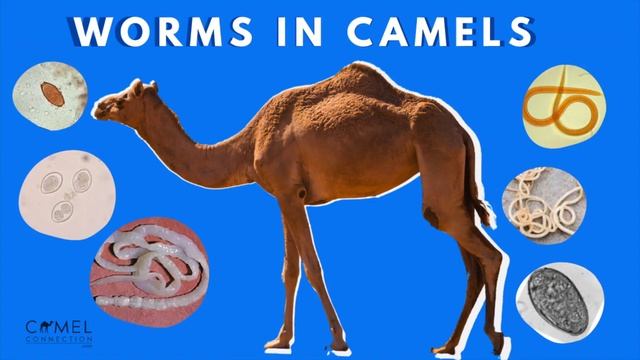Worms in Camels (What You Need To Know) смотреть онлайн