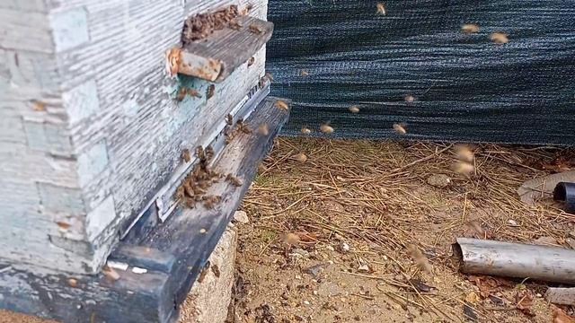 Облёт пчёл, 12 декабря. смотреть онлайн