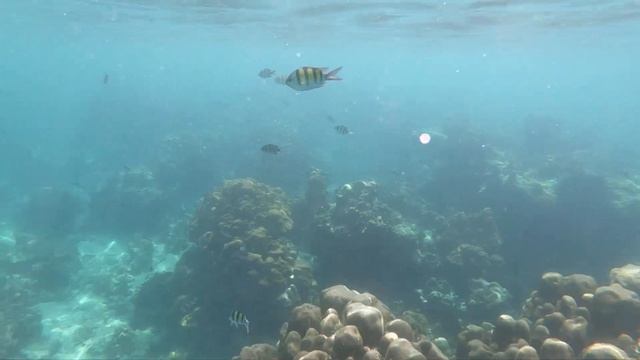 Diving Time And Meeting with Sergeant Major Abudefduf Saxatilis Group смотреть онлайн