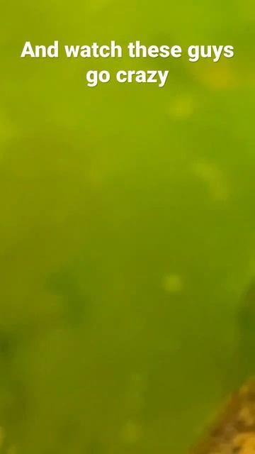 Puffers gone mad #shorts смотреть онлайн