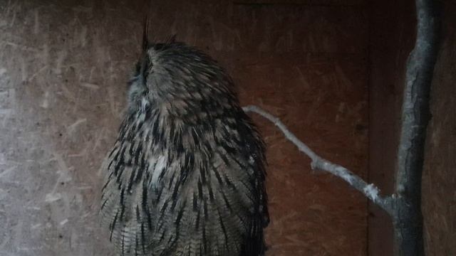 Перья, как спицы #филиппфилиппыч #owl #nature #animals #филин #сова #природа #животные #park #парк смотреть онлайн