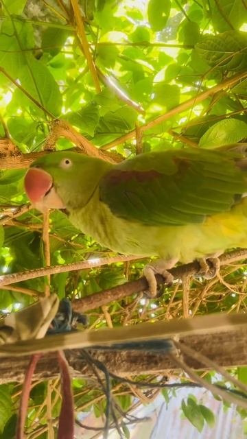 #birdsounds #talkingparrot #parrot #greenparrot смотреть онлайн