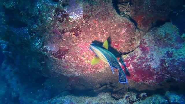 06_Poisson_Ange_Bleu.MOV смотреть онлайн