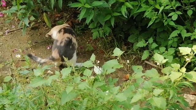 Домашний приют. Пришла кормить котят и увидела.... о ужас!!! смотреть онлайн