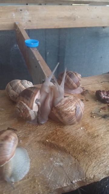 Виноградные улитки. Брачный танец. смотреть онлайн