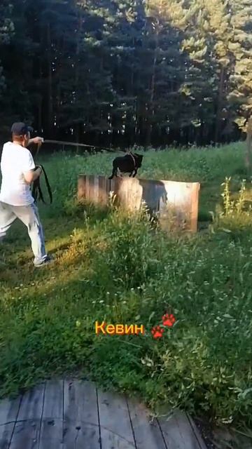 #собака #собаки #пес #лес #природа #трюки #команды #дворняжка #приют #любовь #животные #друг #dog смотреть онлайн