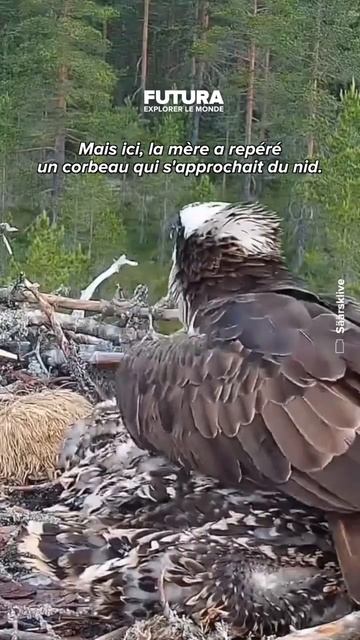 Un corbeau s’attaque à un nid de balbuzards pécheurs ! смотреть онлайн