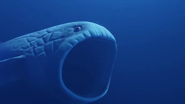 bloop смотреть онлайн