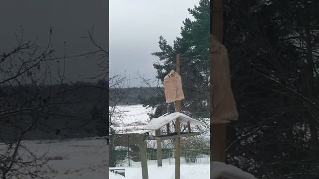 Синицы съели Хрюшу! смотреть онлайн
