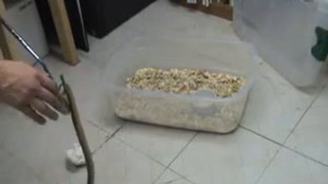 Sweating Bullets with Mr. Brown смотреть онлайн