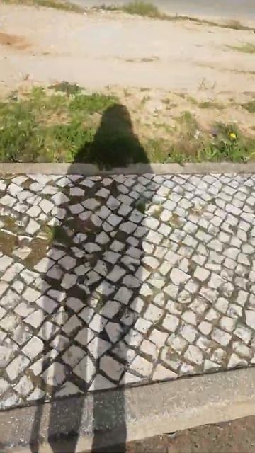 Golden Retriever Portugal. Порода собак Золотой Ретривер в Португалии 🇵🇹 @YouTube (2) смотреть онлайн
