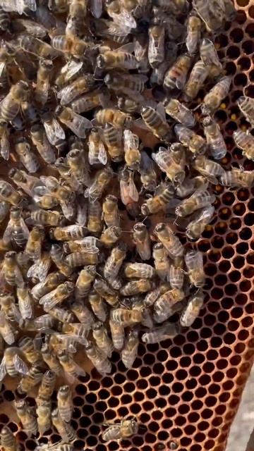 Муж показывает пчеламатку,а я не заметила😅/My husband is showing a beekeeper, and I didn't notice. смотреть онлайн