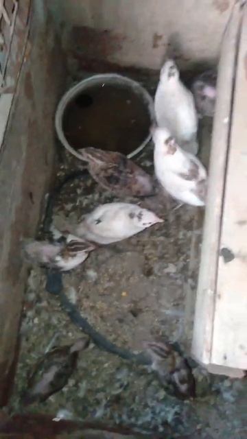 Rare White Bater || Quail смотреть онлайн