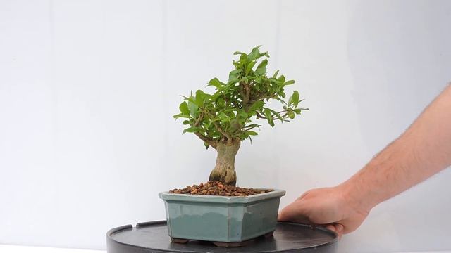 Vídeo 360º Bonsái Púnica Granatum Nejikan. Granado japonés. PGN23 смотреть онлайн