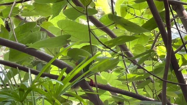 印支綠鵲 Short-tailed Magpie (聽講開心時會punk頭的雀） смотреть онлайн