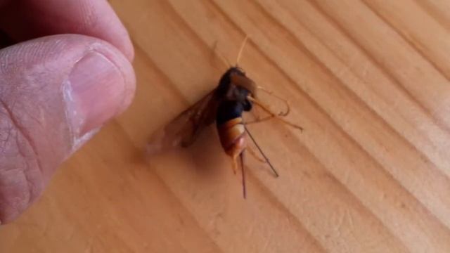 Sirex noctilio abispa de la madera смотреть онлайн