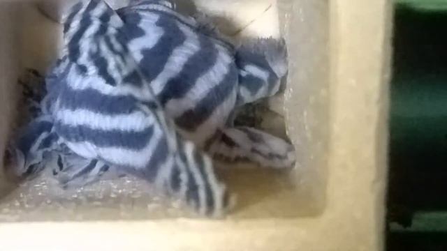 Breeding L46 Hypancistrus zebra Pleco with fry in my fish room смотреть онлайн