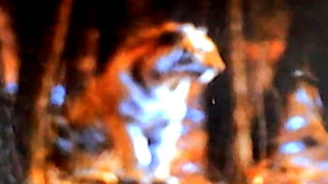 Амурский тигр смотреть онлайн