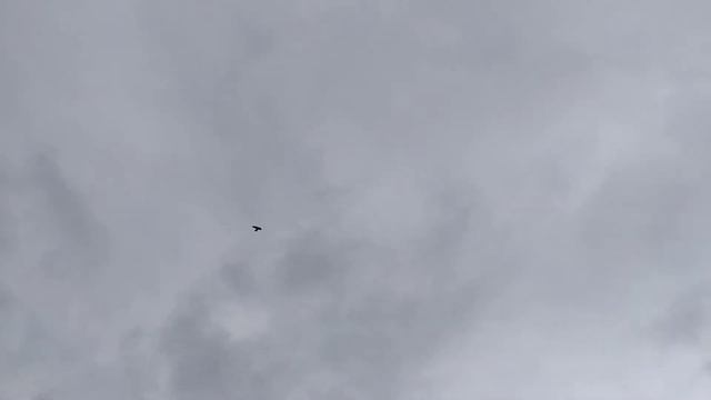 Молодой голубок, боится играть. смотреть онлайн