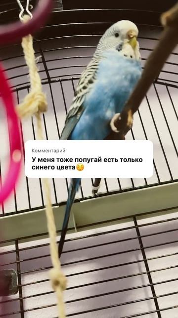Тучка и Лисичка#попугаи#дети#люблюживотных#птицы# смотреть онлайн