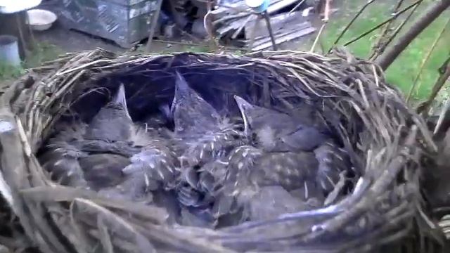 Принцы?! смотреть онлайн