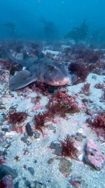 Beautiful Horn Shark spotted on our La Jolla cove scuba tour! #scubadiving #zachsscubashack #shark смотреть онлайн