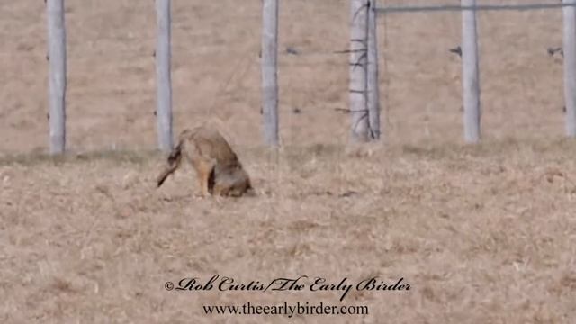 Canis latrans = COYOTE смотреть онлайн