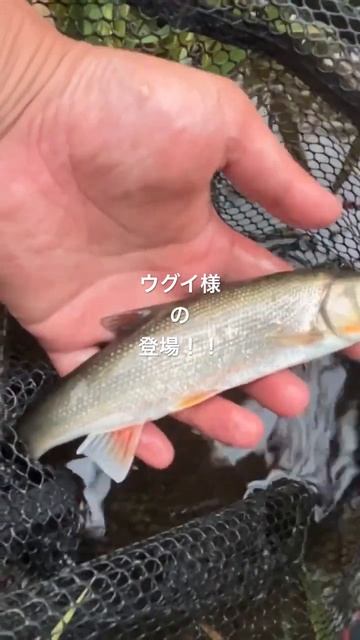 ウグイ様の登場！！#渓流ベイト #釣活　#troutfishing #fishingrod #lure #peche смотреть онлайн