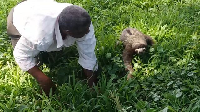 Perezosos en costa rica смотреть онлайн