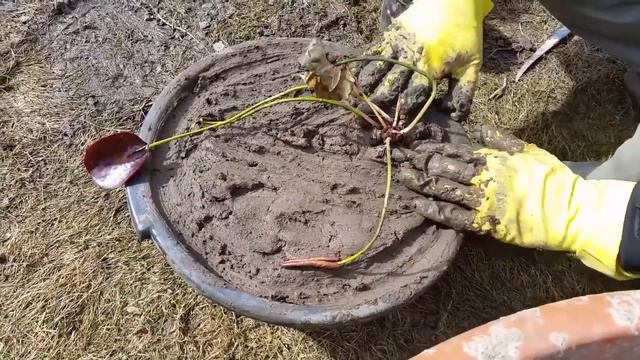 Посадка нимфеи, кувшинки, водной лилии. Как правильно посадить нимфею в пруду?