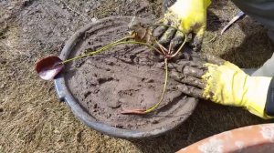 Посадка нимфеи, кувшинки, водной лилии. Как правильно посадить нимфею в пруду?