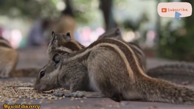 Feeding to Indian Squirrel Cute Eating || caught in hidden camera || смотреть онлайн