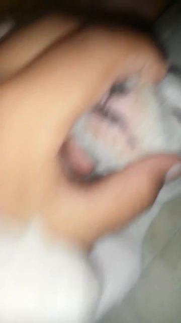 El dogo argentino de mi primo смотреть онлайн