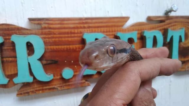 Dog-Toothed Cat Snake
(Boiga Cynodon) смотреть онлайн