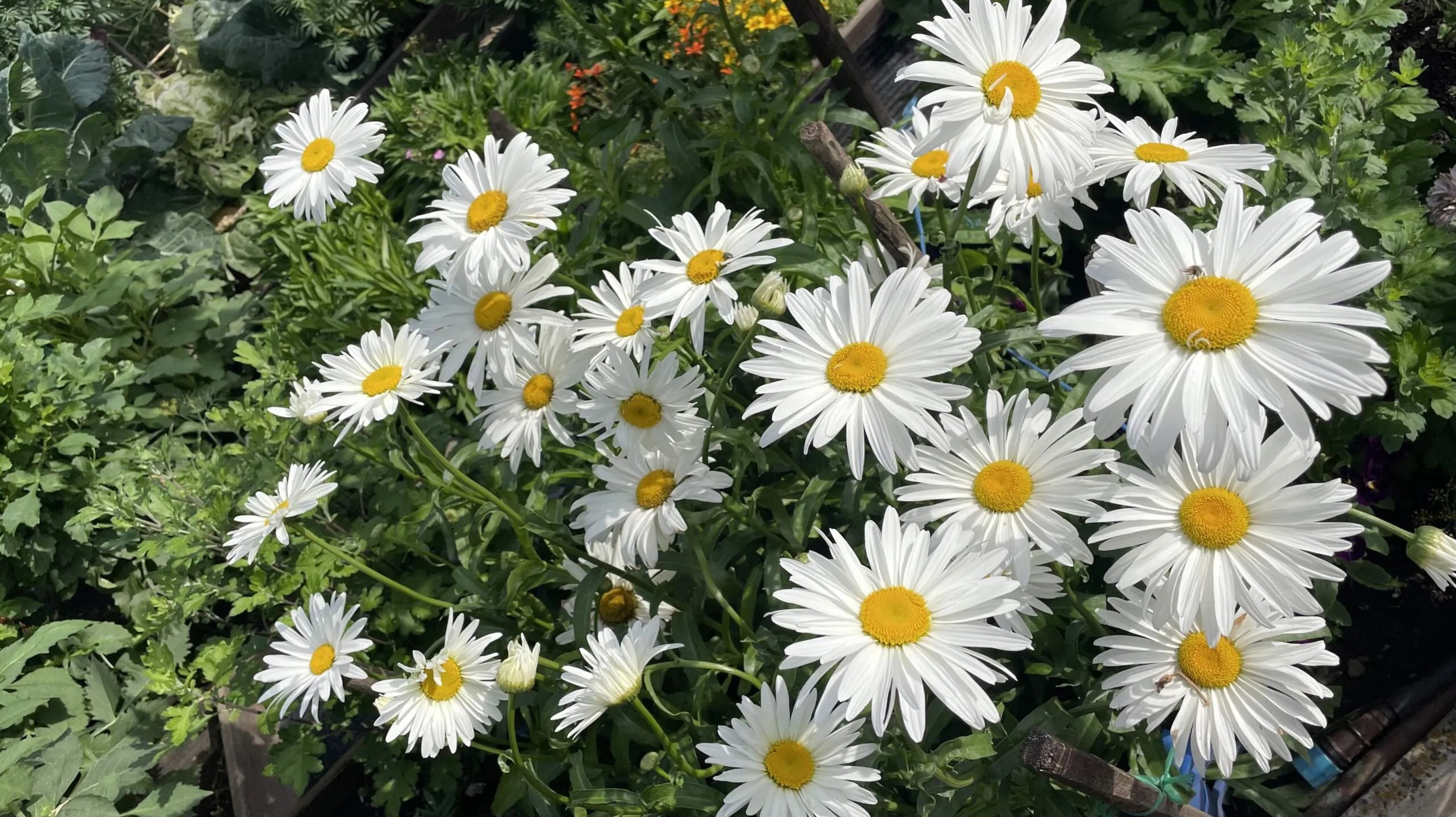 Для меня это чудо! Нивяник можно размножать при помощи черенкования. смотреть онлайн