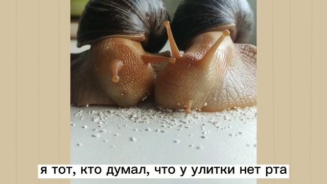 я тот, кто думал, что у улитки нет рта смотреть онлайн