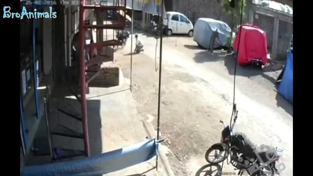 Смешное видео с обезьянами 😂😂 Funny video with monkeys 😂😂 смотреть онлайн