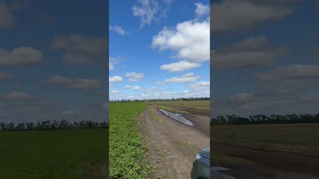 #топ #music #eagle #орел #беркут #сокол #tret #амстафф #pitbull #собака #животные #staffordshire смотреть онлайн