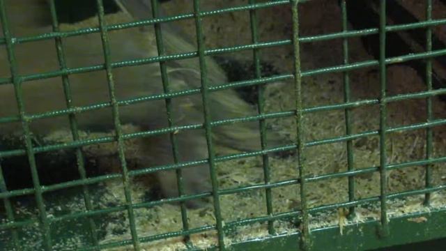 Выставка обезьян смотреть онлайн