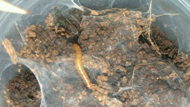 Feeding sling Haplopelma Robustum old world trantula смотреть онлайн
