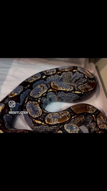 First day of blue. смотреть онлайн